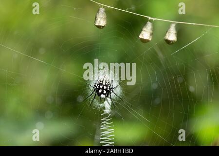 Pied Orb Weaving Spider, Neogea Nocticolor on web, egg sacs in top of frame, Sinharaja World Heritage Site, Sri Lanka Stock Photo
