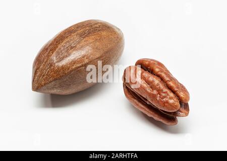 Pecan nut isolated on white background. Carya illinoinensis Stock Photo