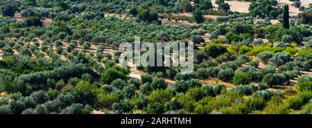 Plain with olive trees in Cyprus. Top view Stock Photo