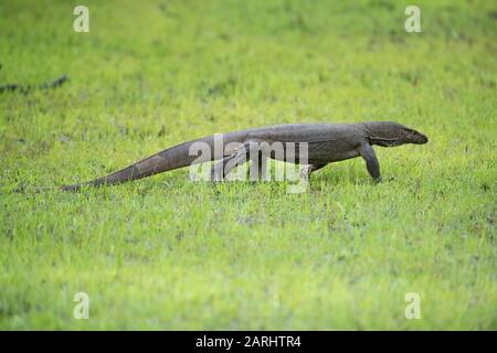 Bengal Monitor Lizard, Varanus bengalensis, Wilpattu National Park, Sri Lanka, walking Stock Photo