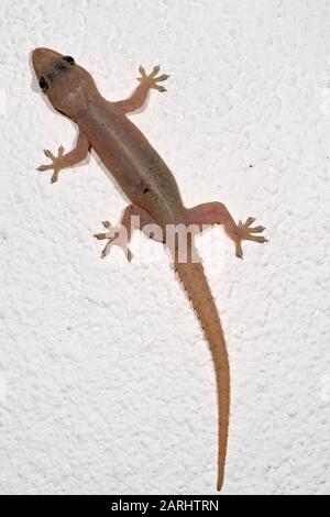 Asian House Gecko, Hemidactylus frenatus, on wall, Sri Lanka Stock Photo