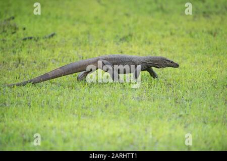 Bengal Monitor Lizard, Varanus bengalensis, Wilpattu National Park, Sri Lanka, walking Stock Photo