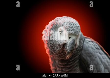 gray parrot on a red-black background Stock Photo