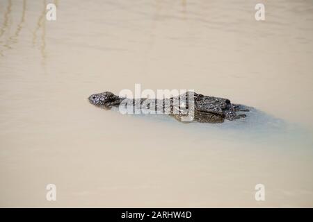 Mugger Crocodile, Crocodylus palustris, Yala National Park, Sri Lanka, swimming in sea Stock Photo