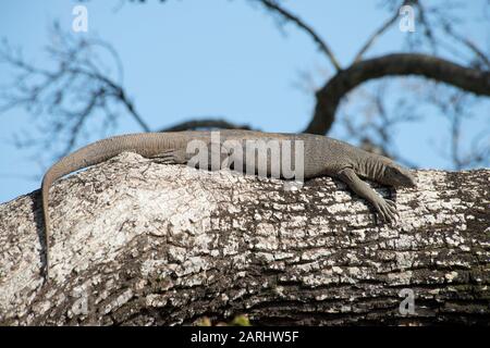 Bengal Monitor Lizard, Varanus bengalensis, Yala National Park, Sri Lanka, basking on tree branch in forest Stock Photo