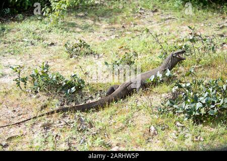 Bengal Monitor Lizard, Varanus bengalensis, Wilpattu National Park, Sri Lanka, basking in sun Stock Photo