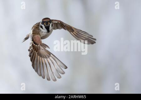 Feldspatz, Flug, fliegend, Flugbild, Feld-Spatz, Feldsperling, Feld-Sperling, Spatz, Spatzen, Sperling, Passer montanus, tree sparrow, sparrow, flight Stock Photo