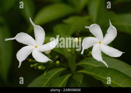 Pinwheel Flower, or Crape Jasmine, or East India Rosebay and Nero's Crown, Tabernaemontana divaricata, Ramsar Wetland, Sri Lanka Stock Photo