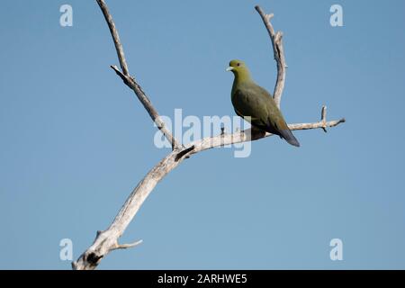 Sri Lanka Green Pigeon, Treron pompadora. perched on branch, Yala National Park, Sri Lanka Stock Photo