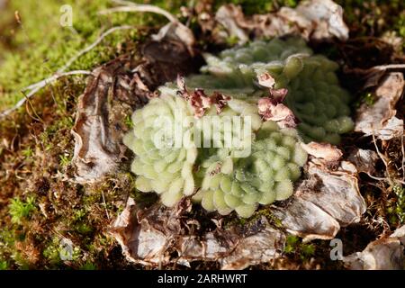 Pinguicula cyclosecta is a perennial rosette-forming insectivorous plant native to the state of Nuevo León in Mexico Stock Photo