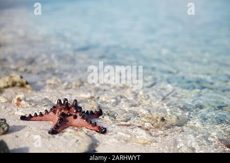 starfish on sand with turquoise water background. Live starfish close-up. Stock Photo