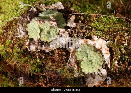 Pinguicula cyclosecta is a perennial rosette-forming insectivorous plant native to the state of Nuevo León in Mexico Stock Photo