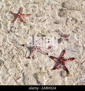 Amazing colorful starfishes close up on the white sandy beach. Beautiful red starfish in crystal clear ocean water, travel concept on tropical starfish beach, Bohol, Philippines. Stock Photo