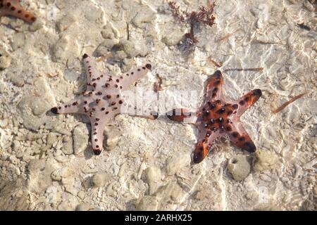 Amazing colorful starfishes close up on the white sandy beach. Beautiful red starfish in crystal clear ocean water, travel concept on tropical starfish beach, Bohol, Philippines. Stock Photo