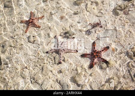 Amazing colorful starfishes close up on the white sandy beach. Beautiful red starfish in crystal clear ocean water, travel concept on tropical starfish beach, Bohol, Philippines. Stock Photo