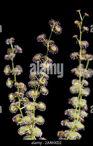 Drosera stolonifera, sometimes referred to as the leafy sundew, is a tuberous perennial species in the genus Drosera  is endemic to Western Australia Stock Photo