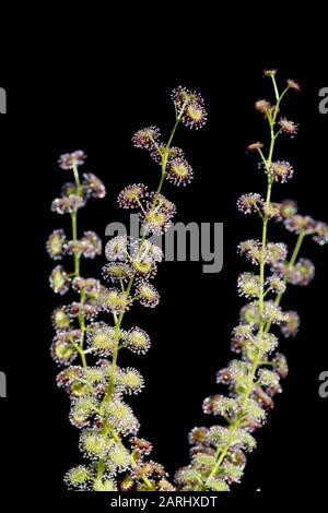 Drosera stolonifera, sometimes referred to as the leafy sundew, is a tuberous perennial species in the genus Drosera  is endemic to Western Australia Stock Photo