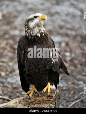 Bald Eagle juveile bird close-up profile view perched on a log, displaying feathers, white head, eye, beak, talons, plumage, in its surrounding and en Stock Photo