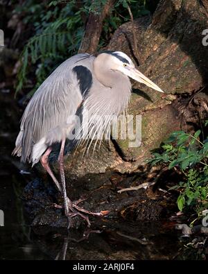 Bleu Heron bird standing on a rock with rock and moss background, displaying fluffy blue plumage, beak, eye, feet in its environment and surrounding. Stock Photo