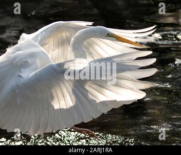 Great White Egret bird close-up profile view in the water with spread wings with fluffy feathers with sunlight reflection on its wings, with a water b Stock Photo