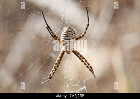 Argiope trifasciata, Banded Garden Spider on Lanzarote, Canary Islands Stock Photo