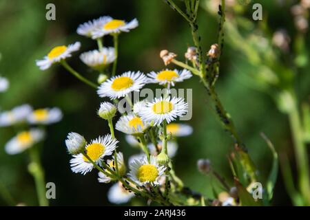 White daisy flowers on a background of green leaves close up Stock Photo