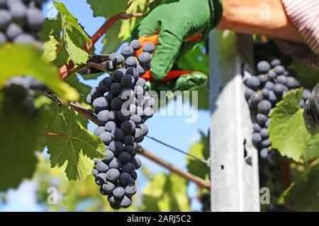 A winemaker's hand cuts ripe grapes from the vine. Blue grapes harvest. Stock Photo