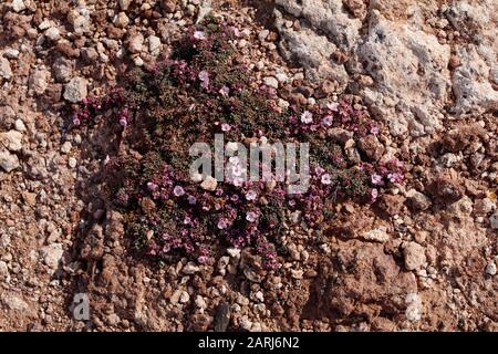 Frankenia pulverulenta on Lanzarote, Canary Islands Stock Photo