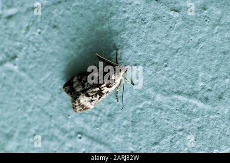 Gray moth on concrete wall close up, macro photo Stock Photo