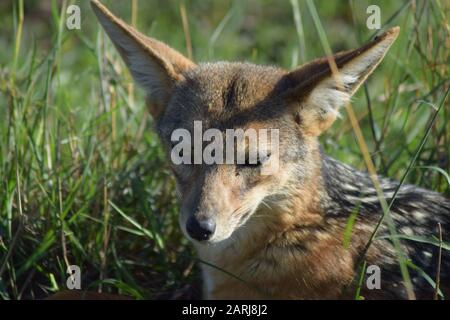 Close up and frontal view of a black backed jackal laying in high green grass with eyes half closed and pointed ears Stock Photo