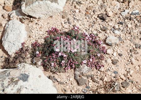 Frankenia pulverulenta Annual Sea-Heath on Lanzarote Canary Islands Stock Photo