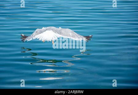 One seagull flying over the sea. Very nice close up photo of wild seabird with space for text. Stock Photo