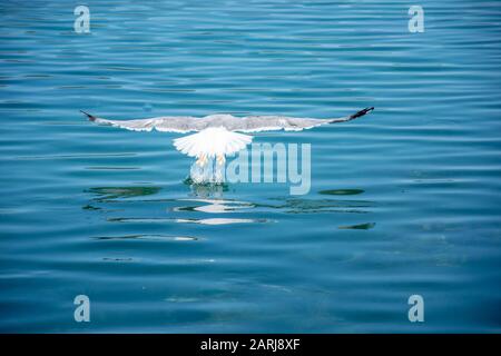 One seagull flying over the sea. Very nice close up photo of wild seabird with space for text. Stock Photo