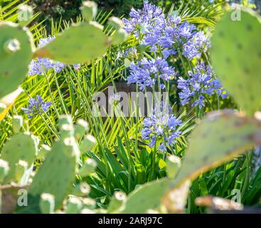 Secret garden. Blue flowers in full bloom with a lot of greenery. In the foreground is blurred leaves of cactus.  Fresh summer photo of flowers.