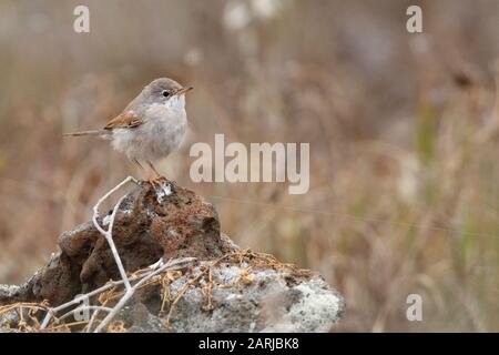 Spectacled Warbler (Sylvia conspicillata)  fledgling on lanzarote, Canary Islands Stock Photo