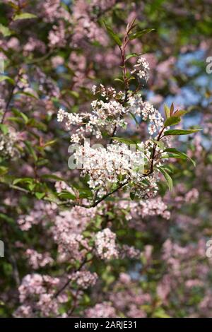 Prunus padus 'Colorata' blossom. Bird Cherry ‘Colorata’. Stock Photo