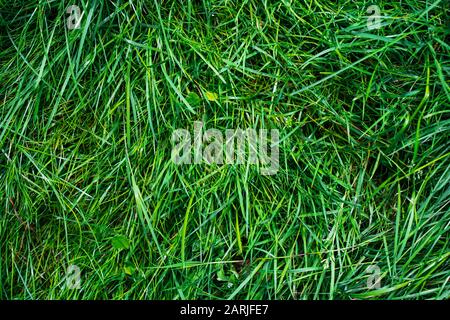 Green grass texture . Nature background Stock Photo