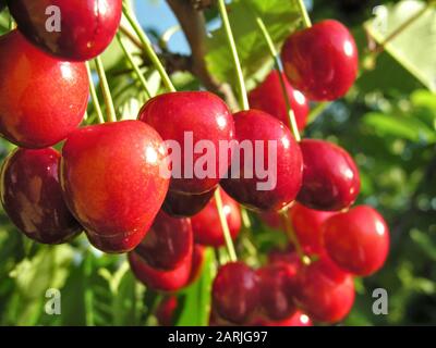 close-up of ripening sweet cherries on a tree in the garden Stock Photo