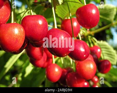 close-up of ripening sweet cherries on a tree in the garden Stock Photo
