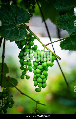 Green grapes on a branch. Vineyard background Stock Photo