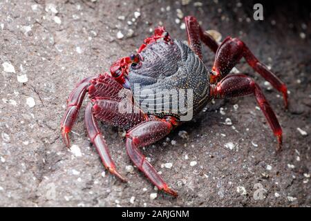 Grapsus adscensionis East Atlantic Sally Lightfoot Crab on Lanzarote, Canary Islands Stock Photo