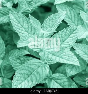 Color trend 2020 year neo mint. Flat lay fresh mint leaves toned in light neo mint green color , close up. Stock Photo