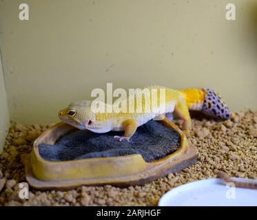 Leopard gecko is ready to eat the worm in his enclosure, macro. Stock Photo