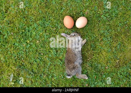 Real fluffy rabbit with chicken eggs on natural green grass, Easter design. Stock Photo