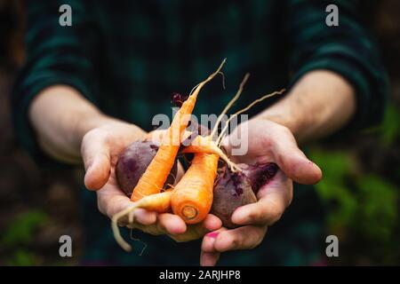 Carrots and beets in the man farmer hands in a green plaid shirt Stock Photo