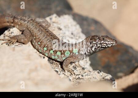 The Atlantic lizard (Gallotia atlantica) is a species of lizards in the Lacertidae family. It is endemic to the eastern Canary Islands Stock Photo