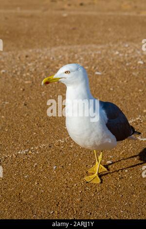 Seagull on beach, Alporchinhas, Algarve, Portugal Stock Photo