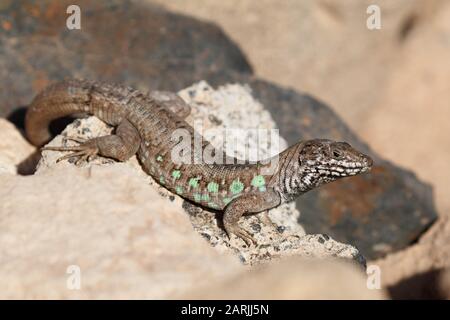 The Atlantic lizard (Gallotia atlantica) is a species of lizards in the ...