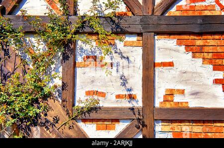 Climbing plants on a half-timbered house with red bricks. Stock Photo