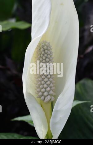 Spathiphyllum is a genus of about 40 species of monocotyledonous flowering plants in the family Araceae, native to tropical regions of the Americas. Stock Photo